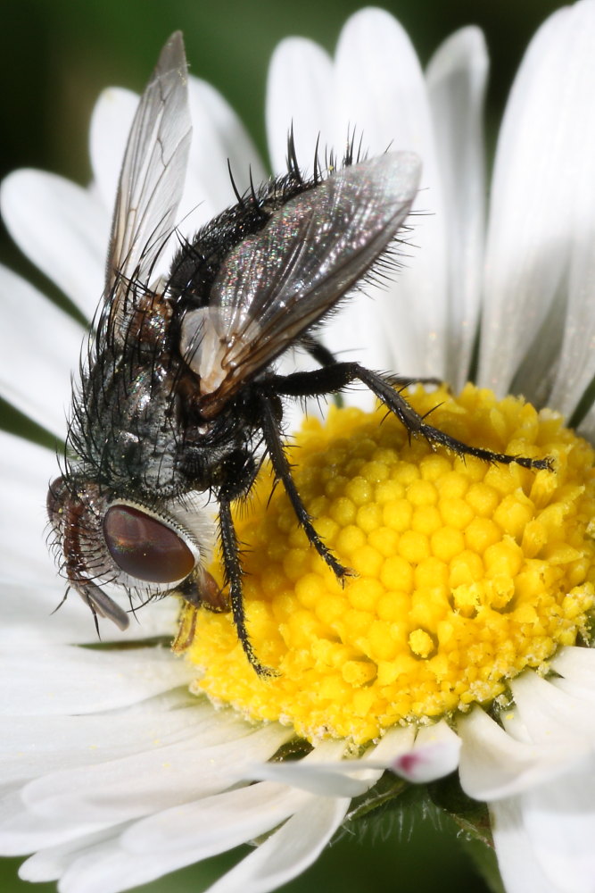 Ditteri autunnali da identificare 7