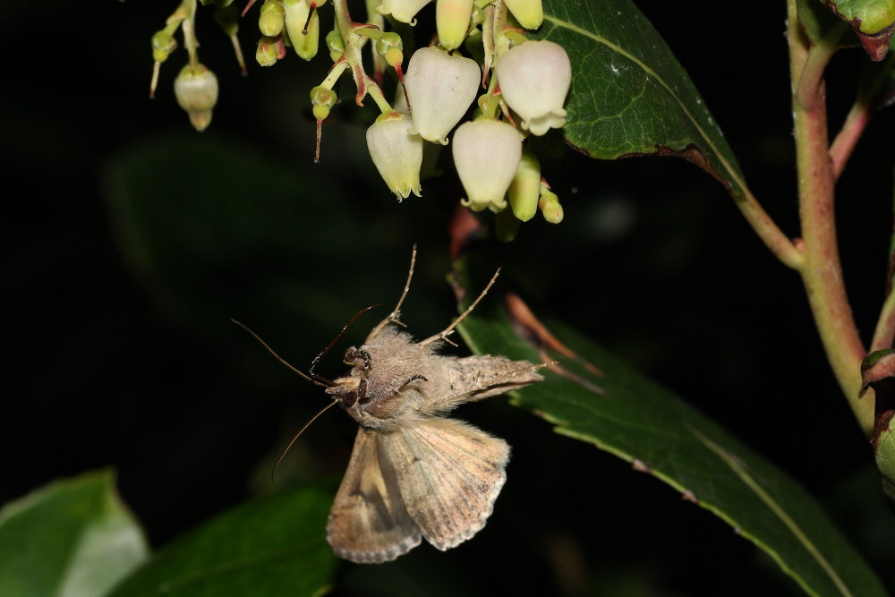 Le farfalle cadenti