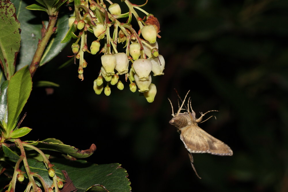 Le farfalle cadenti