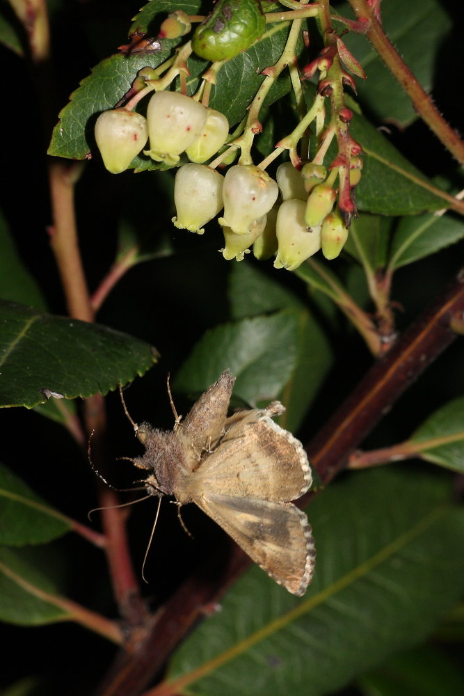 Le farfalle cadenti