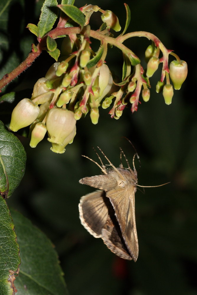 Le farfalle cadenti