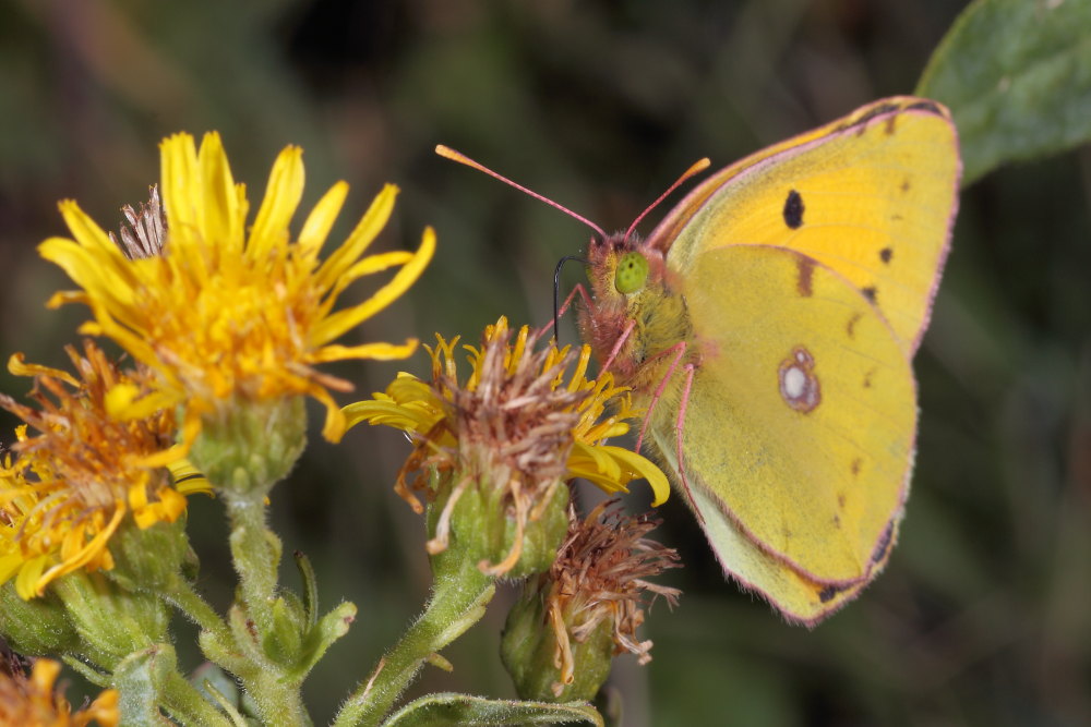 farfalla da identificare