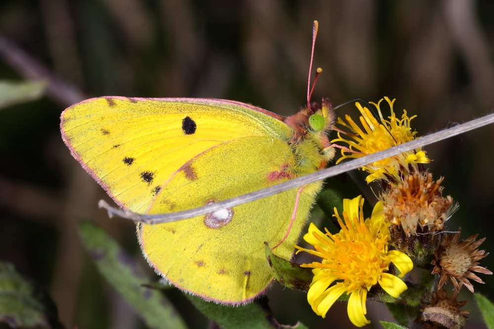 farfalla da identificare