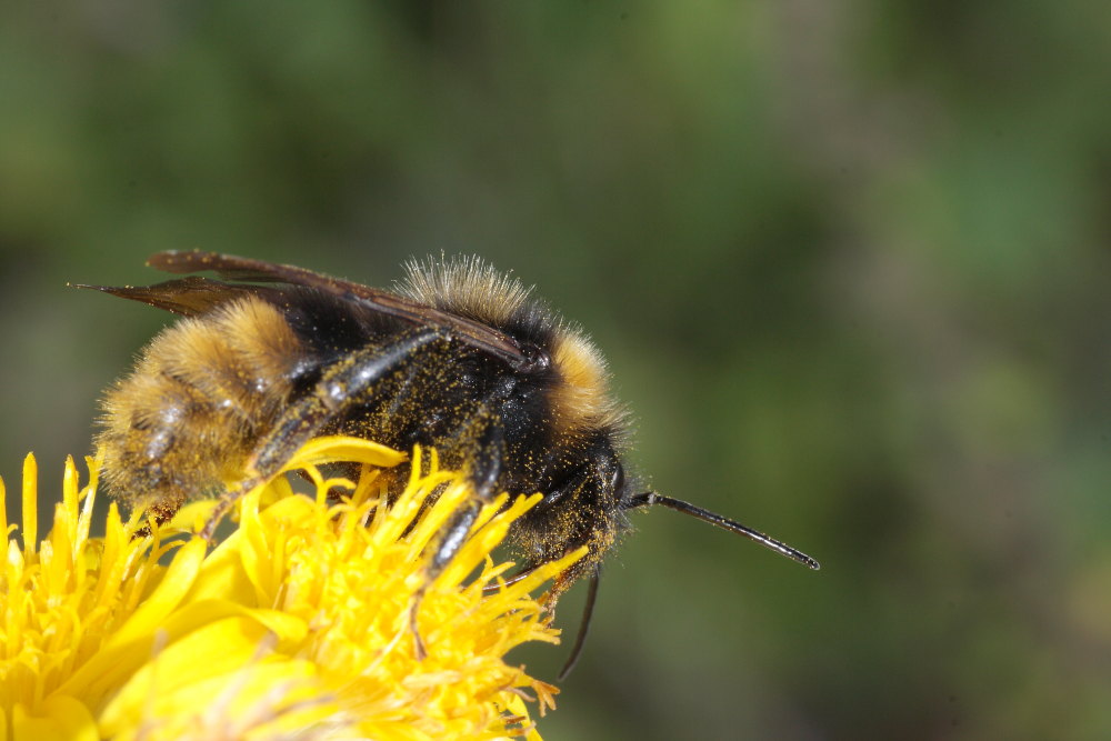 Bombo da identificare 1