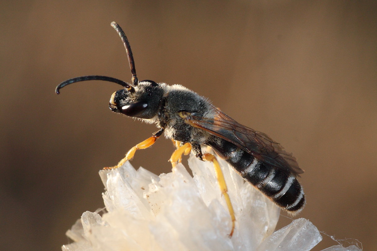 Halictus scabiosae, maschio