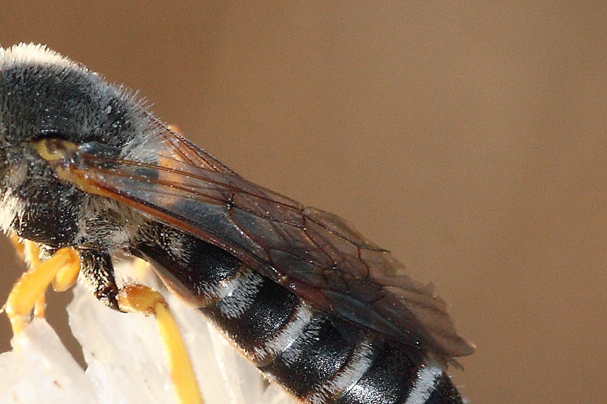 Halictus scabiosae, maschio