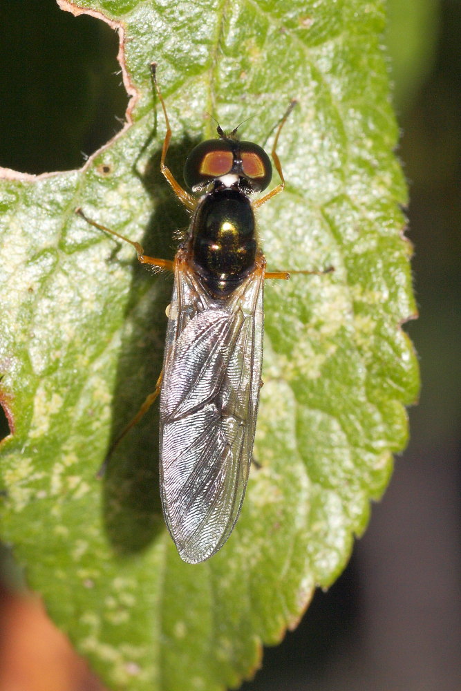 Stratiomyidae, genere Sargus?