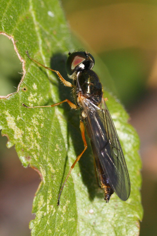 Stratiomyidae, genere Sargus?