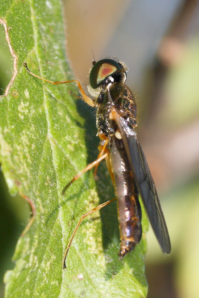 Stratiomyidae, genere Sargus?