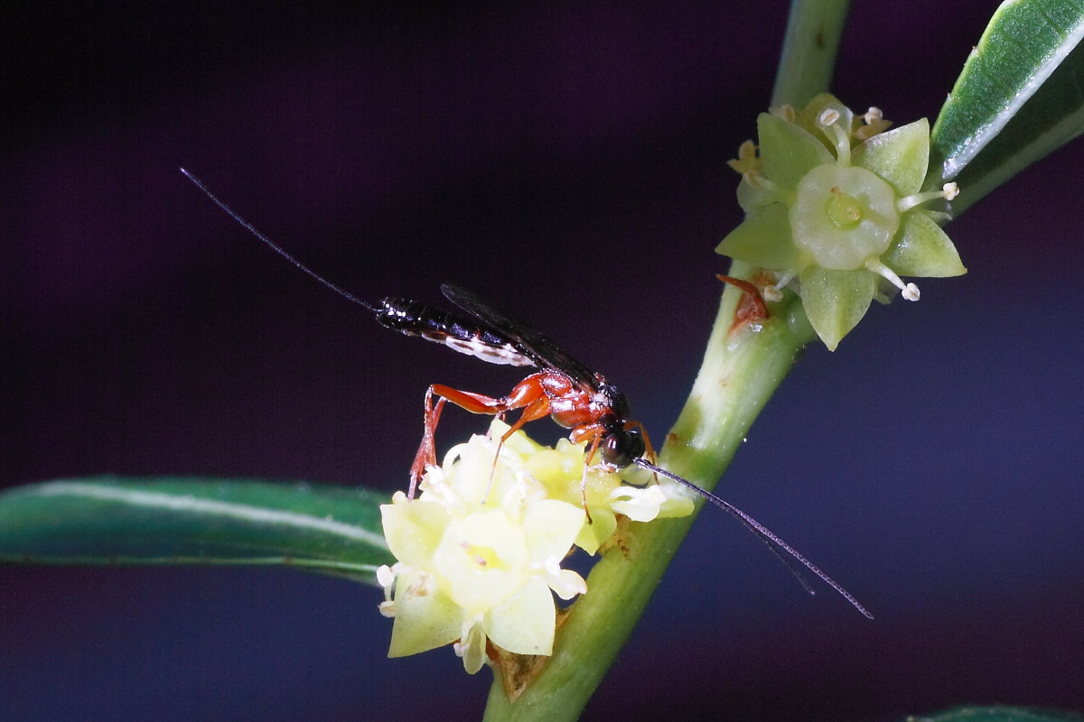 Ichneumonidae