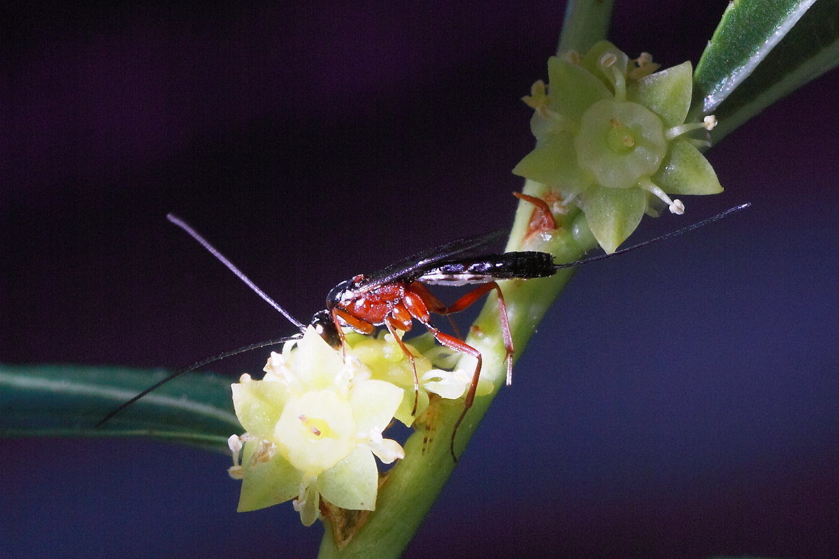 Ichneumonidae