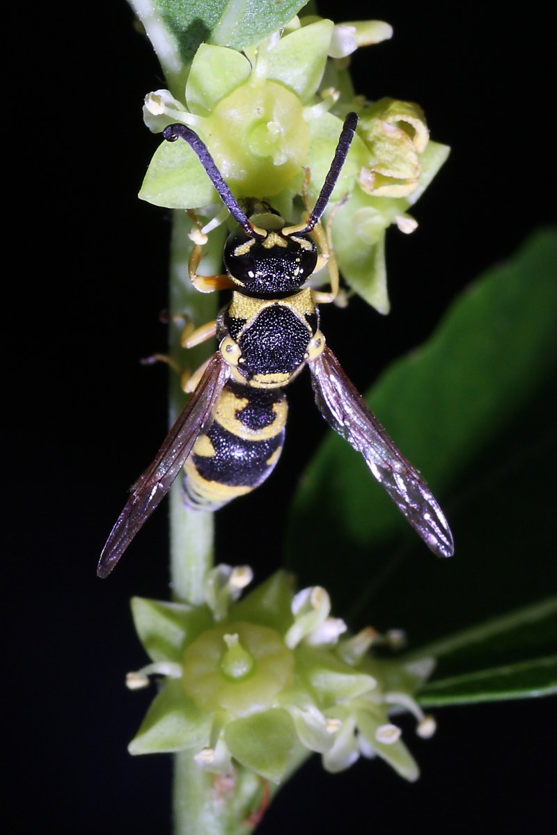 Ancistrocerus sp.?