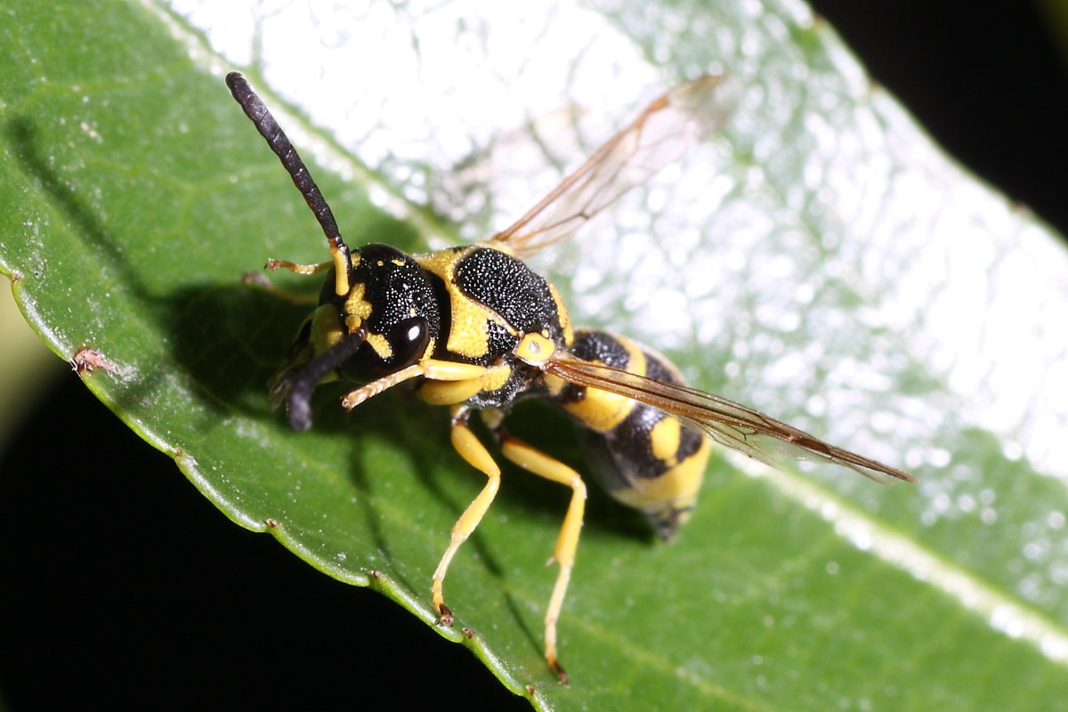 Ancistrocerus sp.?