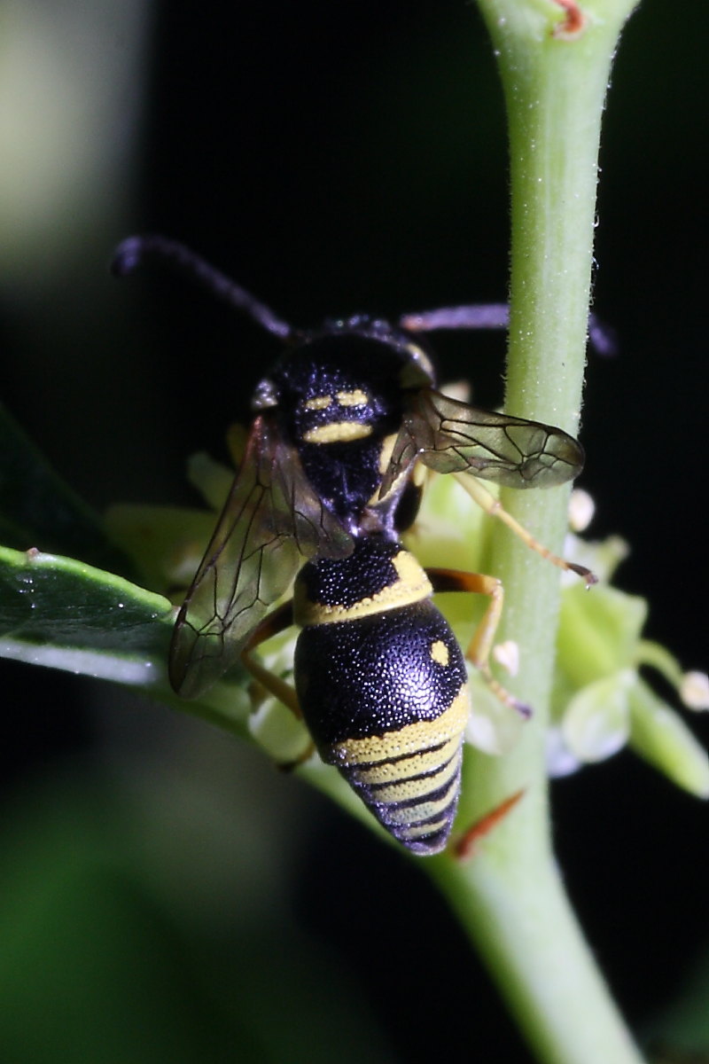 Ancistrocerus sp.?