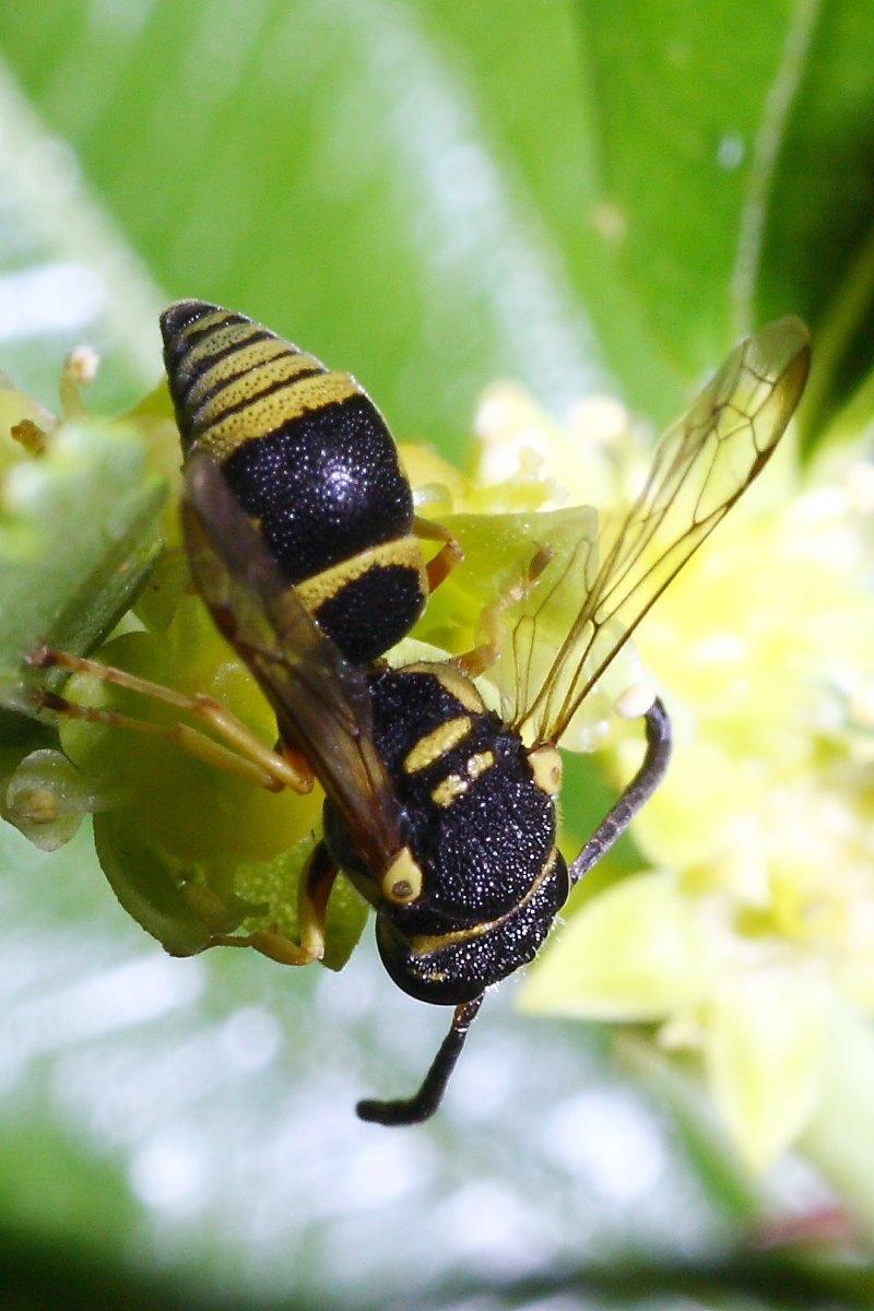 Ancistrocerus sp.?