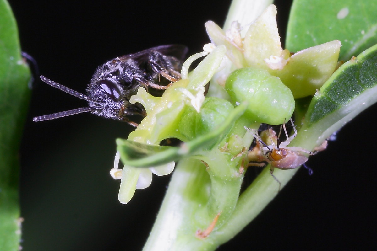 Piccolo imenottero:  cfr. Lasioglossum sp. (Apidae Halictinae)