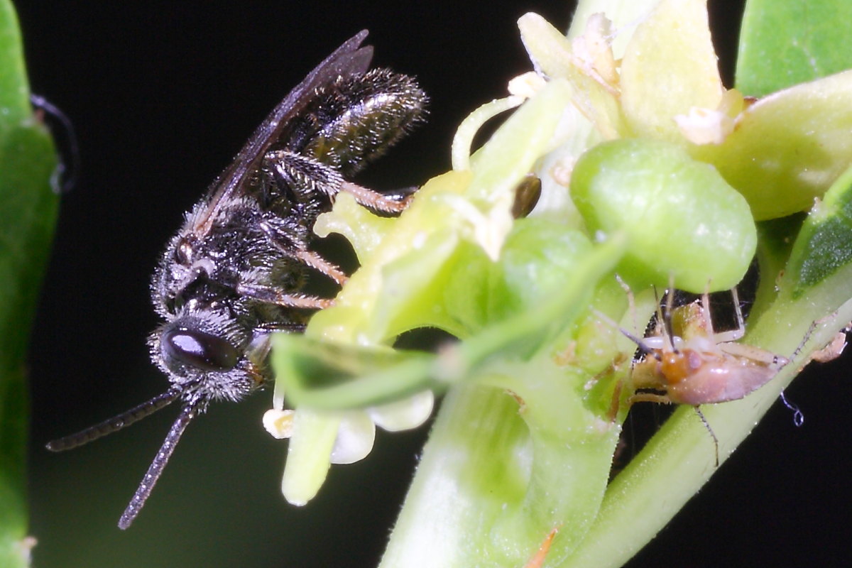 Piccolo imenottero:  cfr. Lasioglossum sp. (Apidae Halictinae)