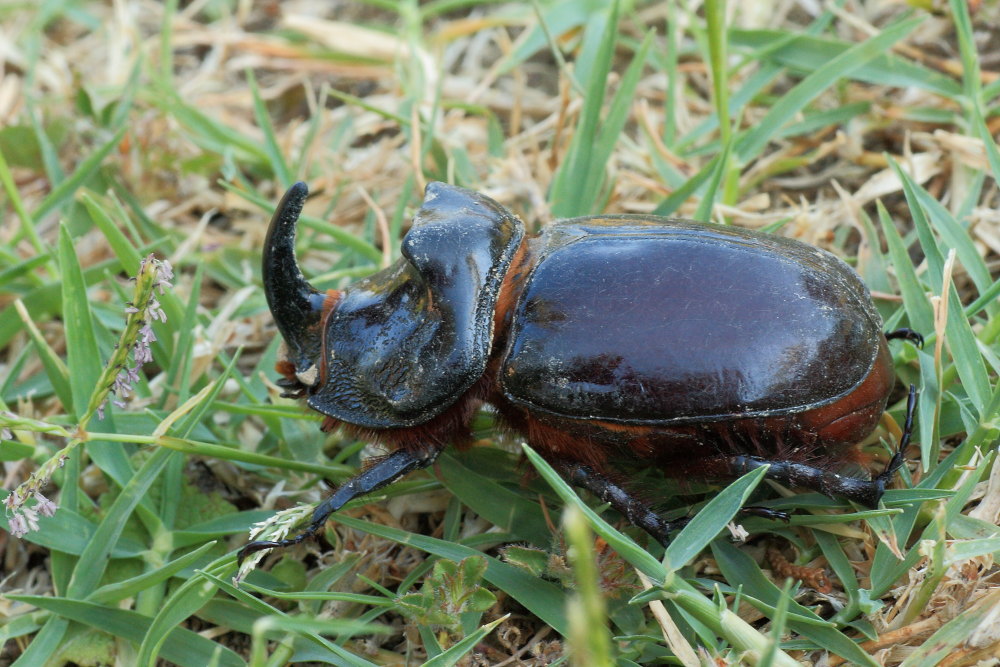 Oryctes nasicornis femmina morta