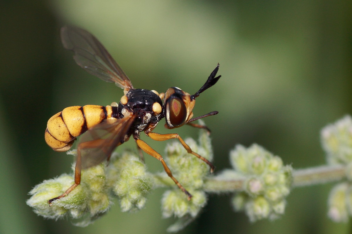 Conops silaceus?