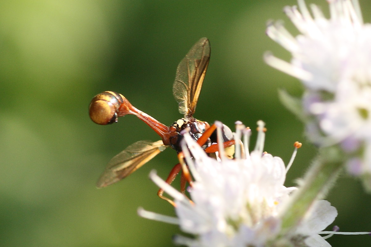 Physocephala sp ?