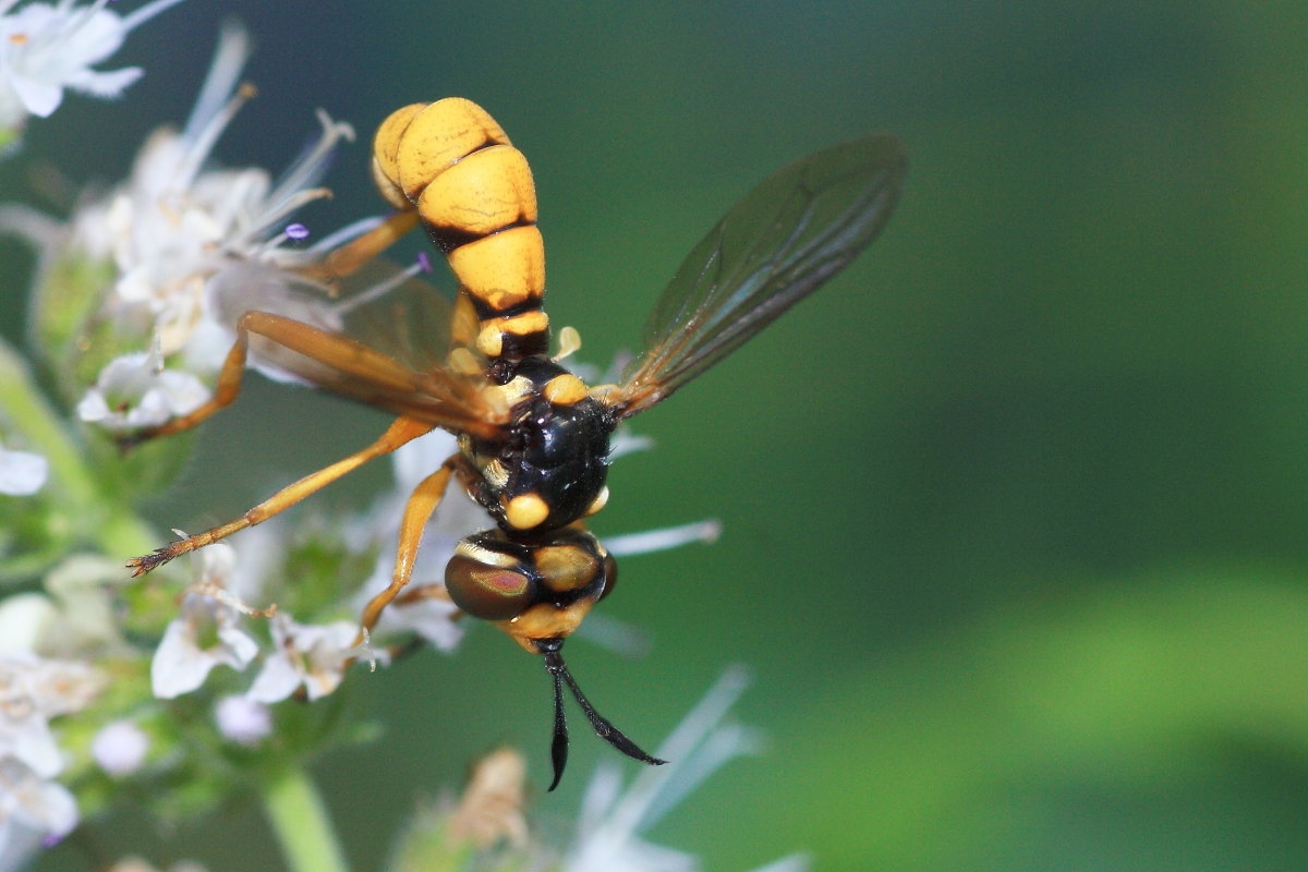 Conops silaceus?