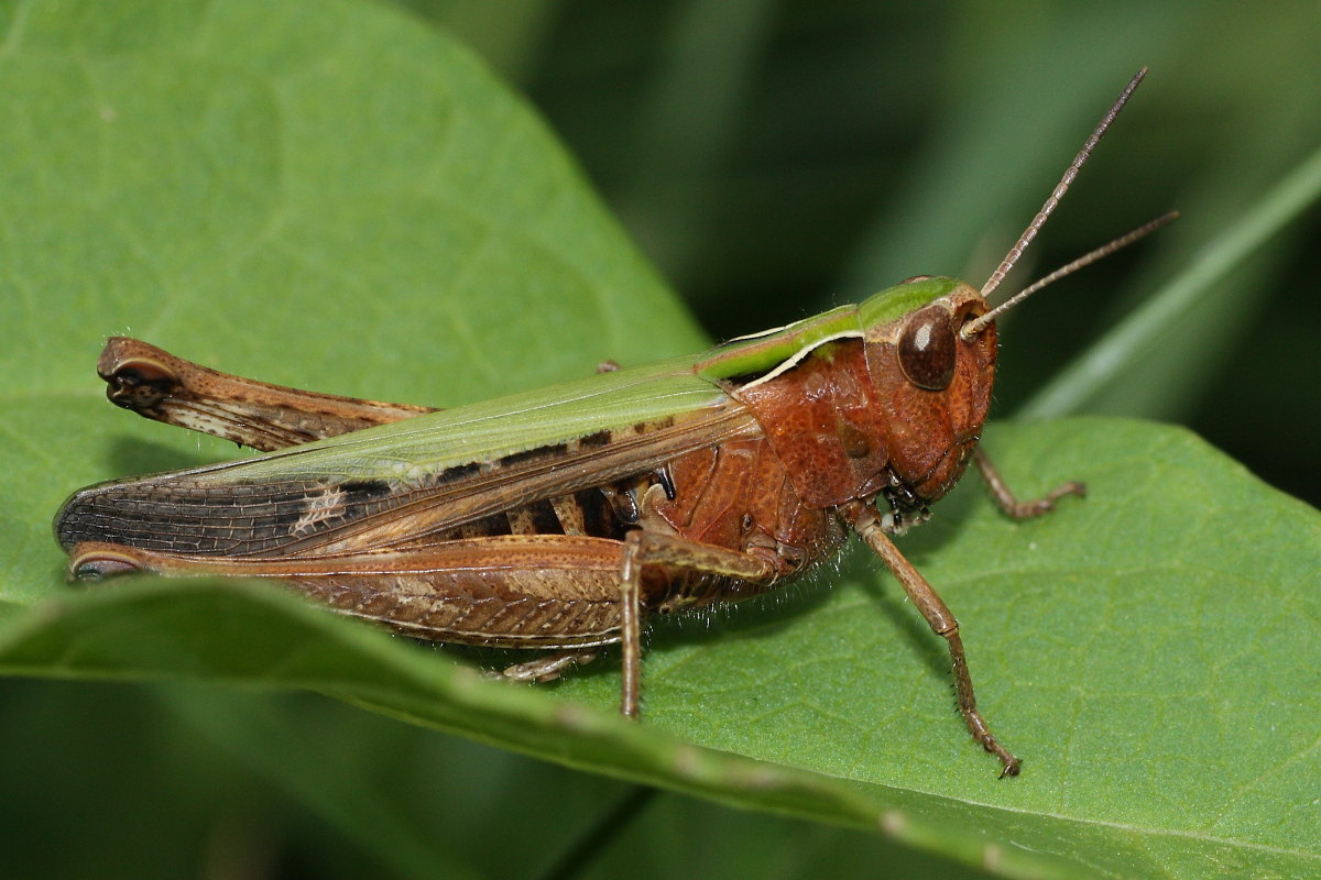 femmina di Omocestus rufipes