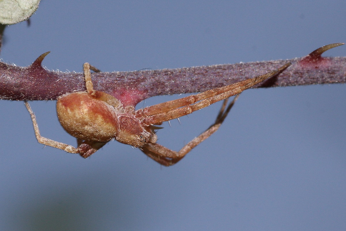 Philodromus rufus