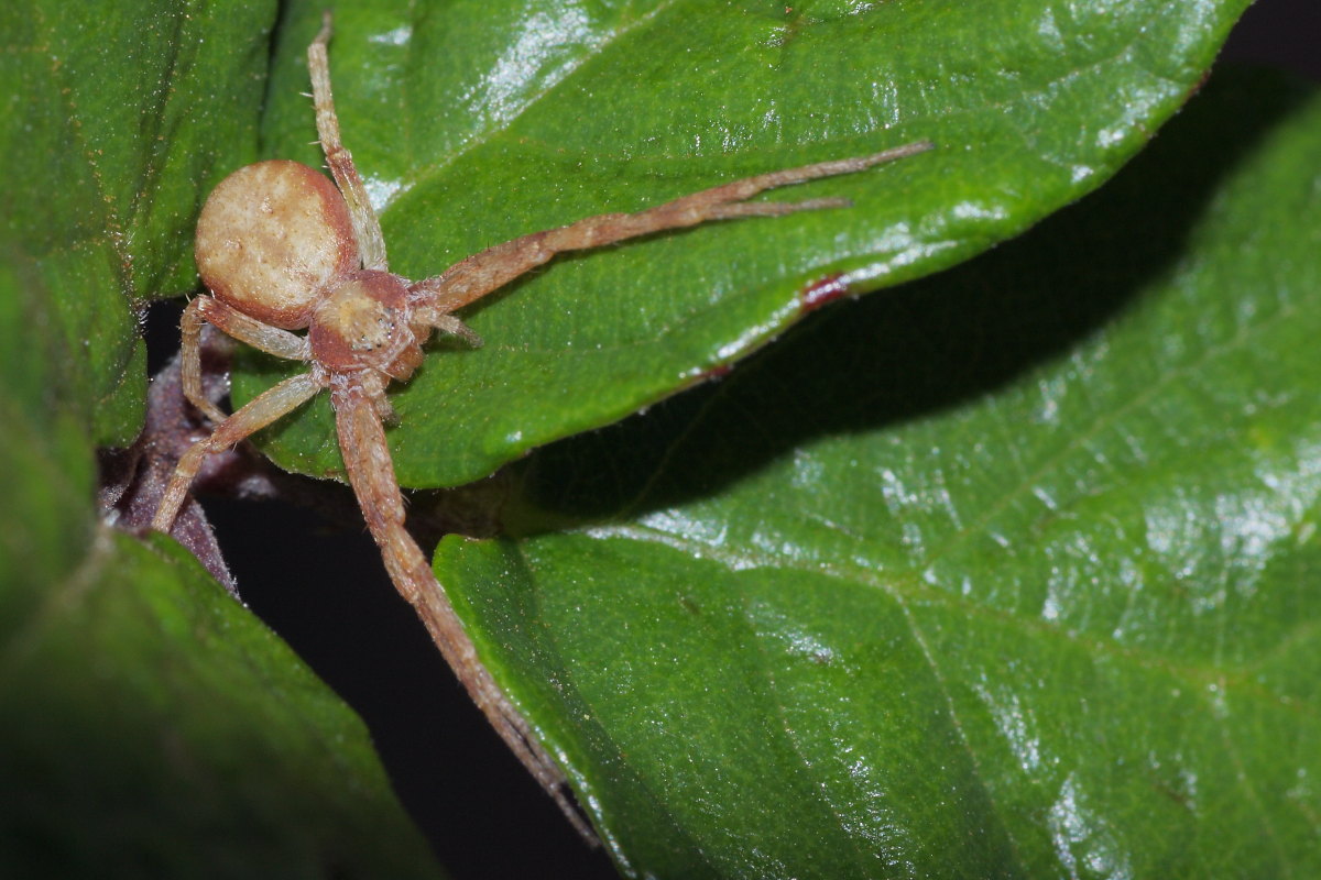 Philodromus rufus