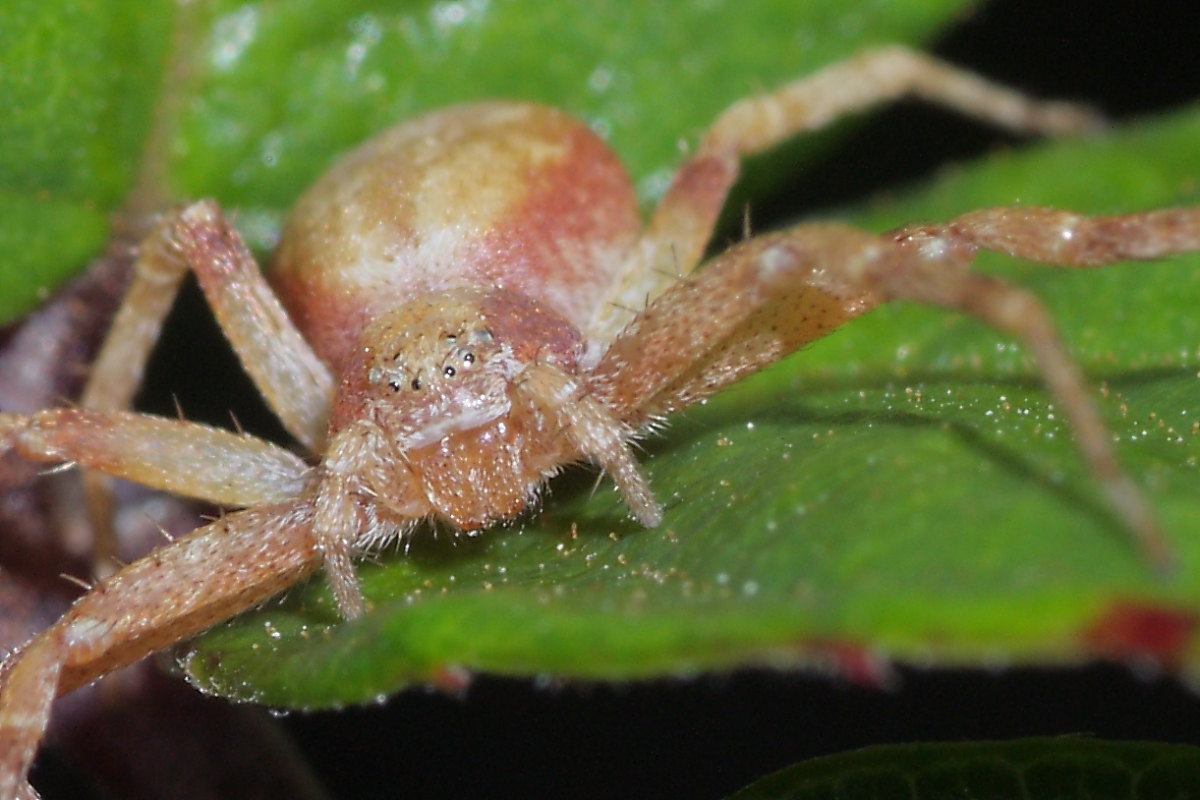 Philodromus rufus