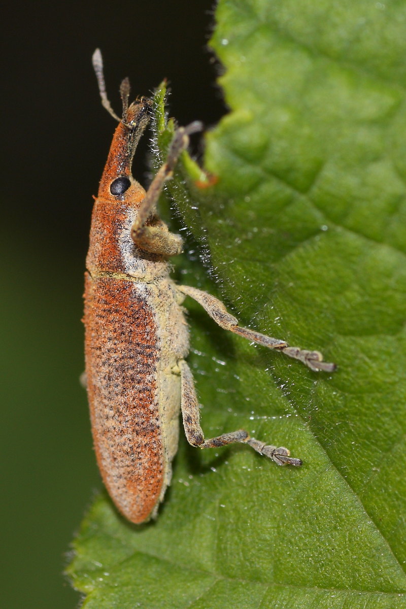 Lixus pulverulentus