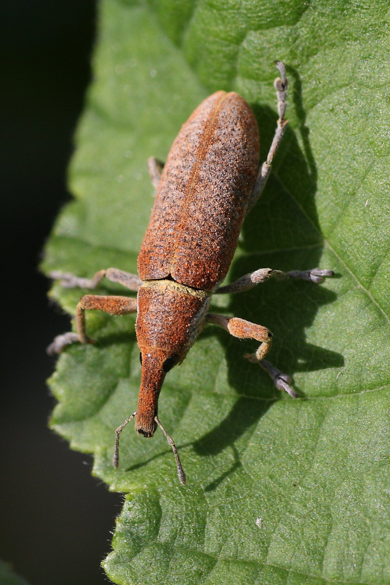 Lixus pulverulentus