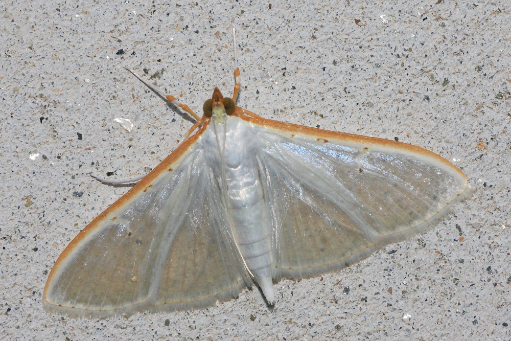 Palpita vitrealis ?