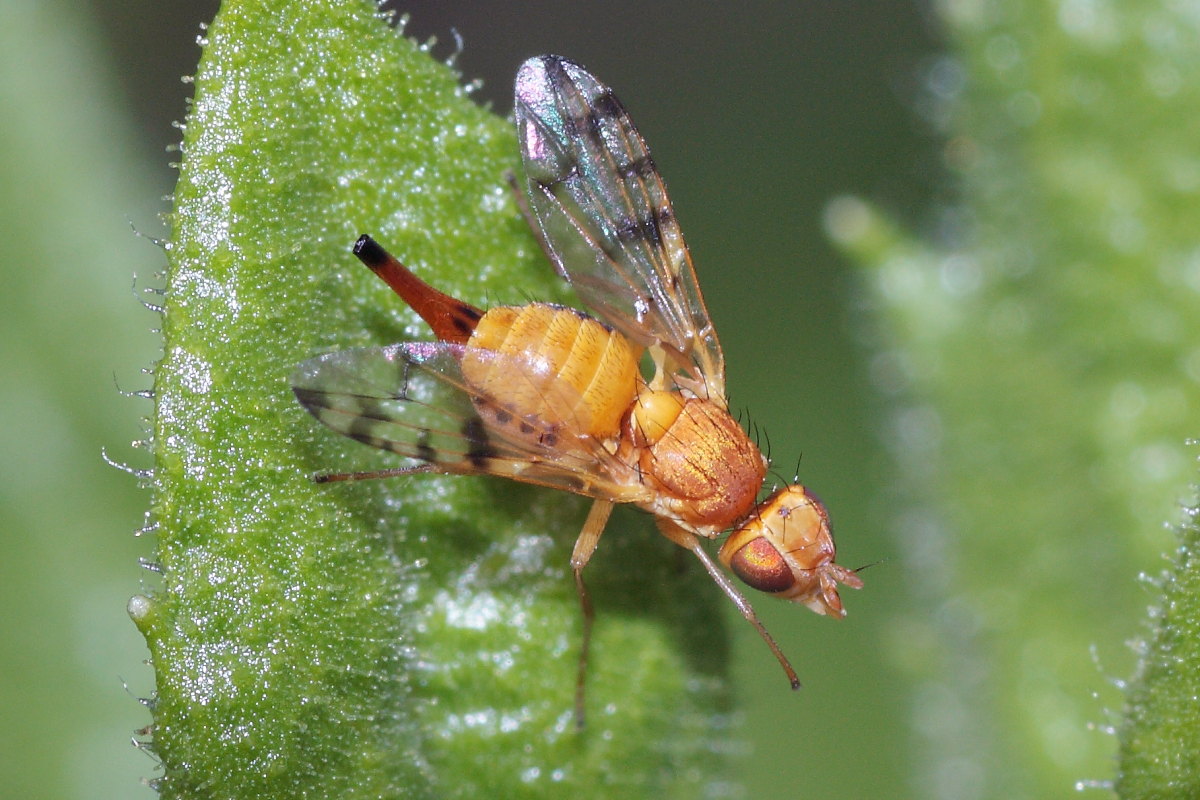 Tephritidae.da identificare