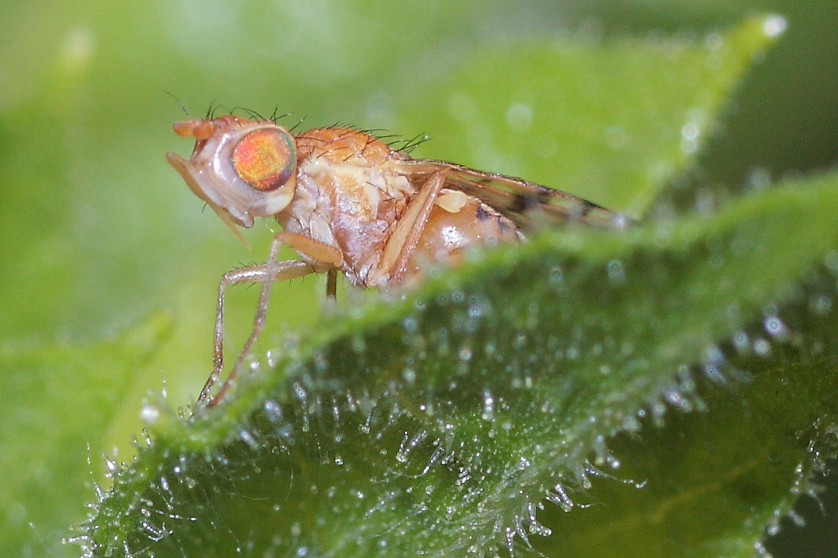 Tephritidae.da identificare