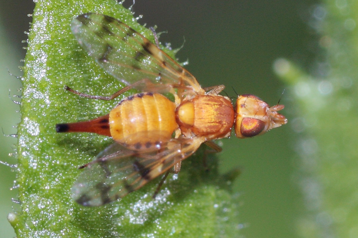 Tephritidae.da identificare