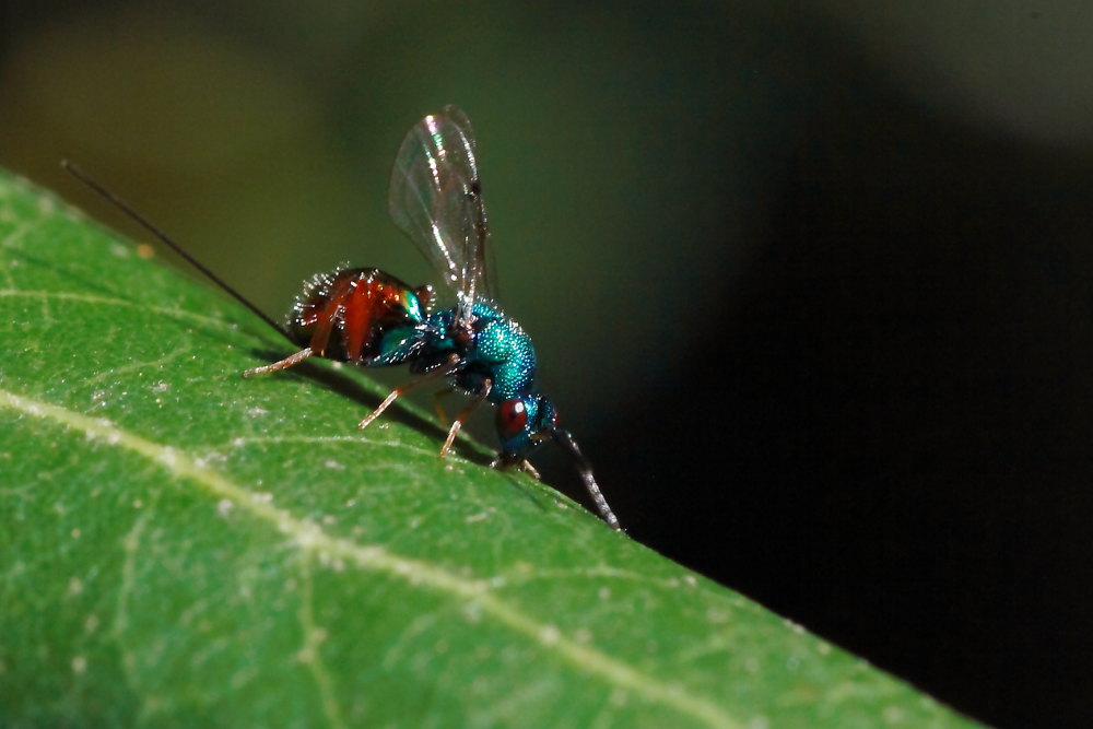 Chalcidoidea femmina; forse, Torimidae