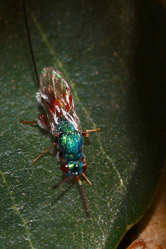 Chalcidoidea femmina; forse, Torimidae