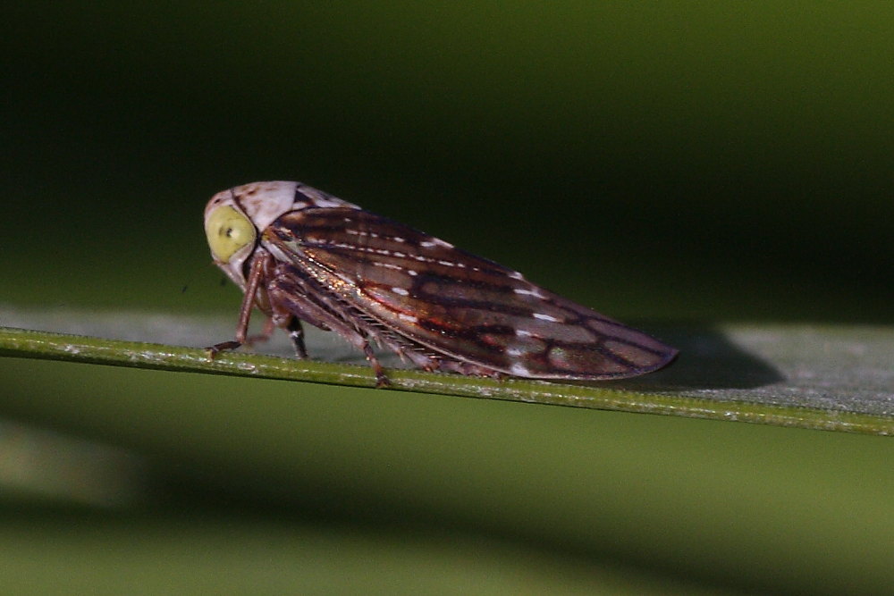 Cicadellidae Idiocerinae