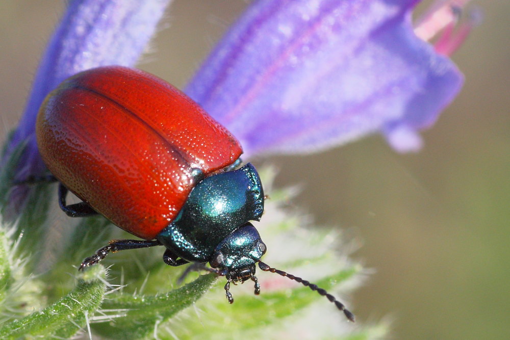 Chrysolina grossa (e discussione sulle specie simili)