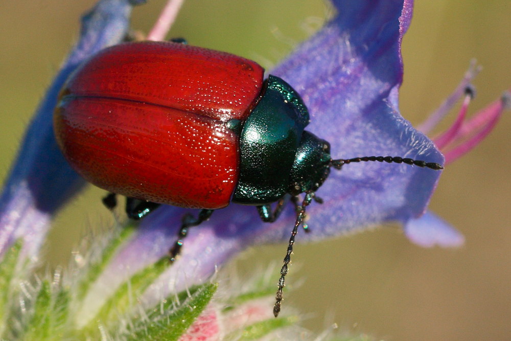 Chrysolina grossa (e discussione sulle specie simili)