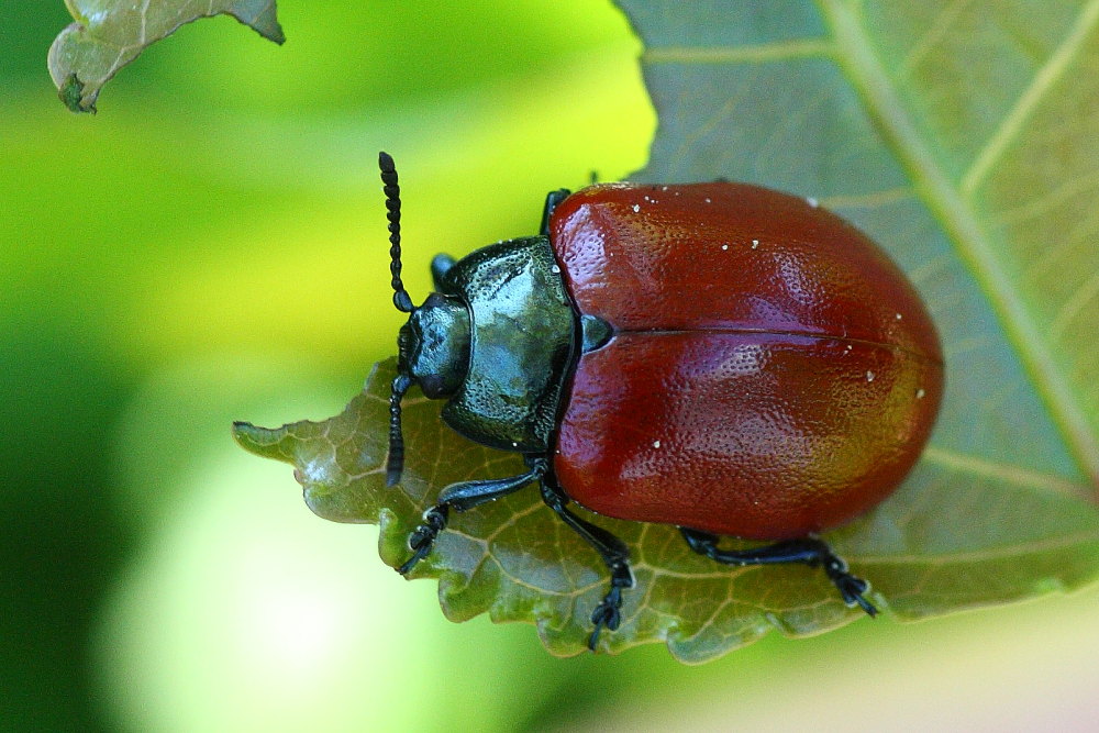 Chrysolina grossa (e discussione sulle specie simili)