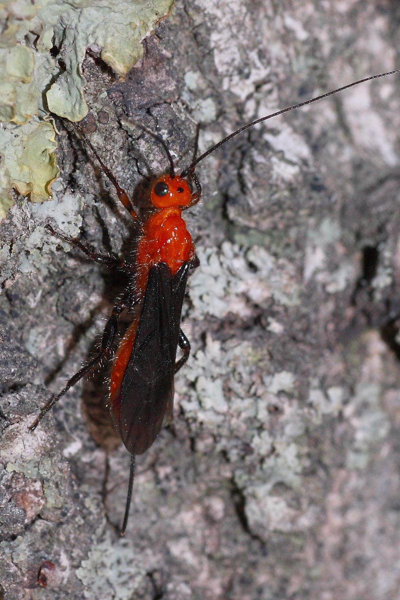 Braconidae (femmina) rosso con ali nere