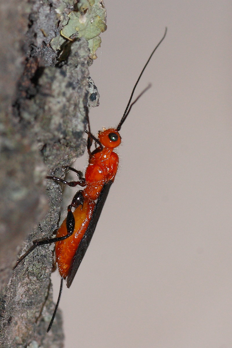 Braconidae (femmina) rosso con ali nere