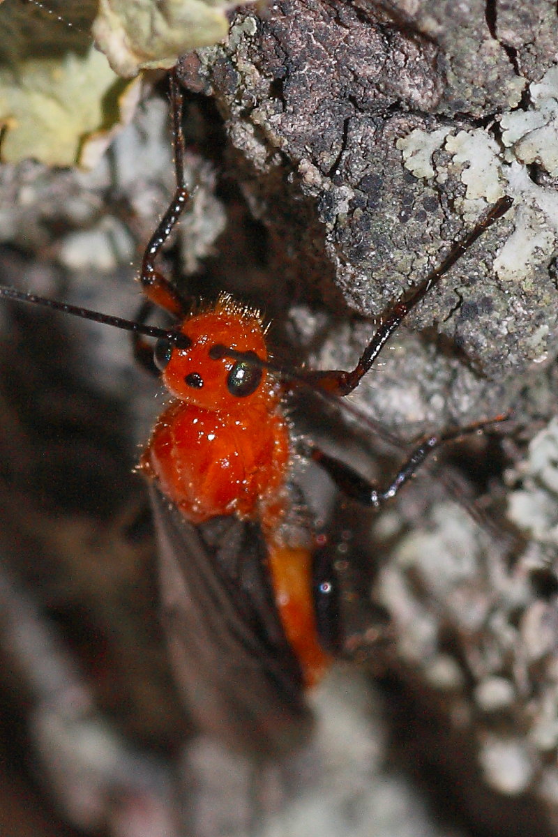 Braconidae (femmina) rosso con ali nere