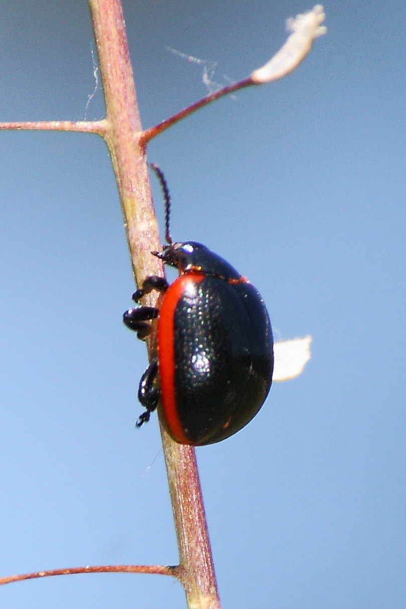 Chrysolina rossia ?