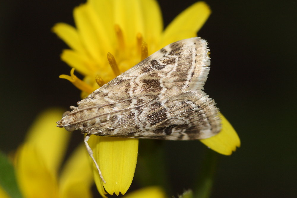 Crambidae ? da identificare