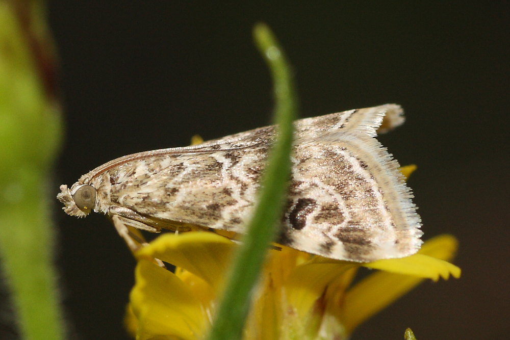 Crambidae ? da identificare