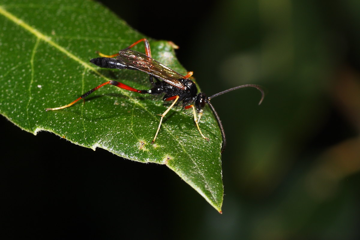 Ichneumonidae da identificare