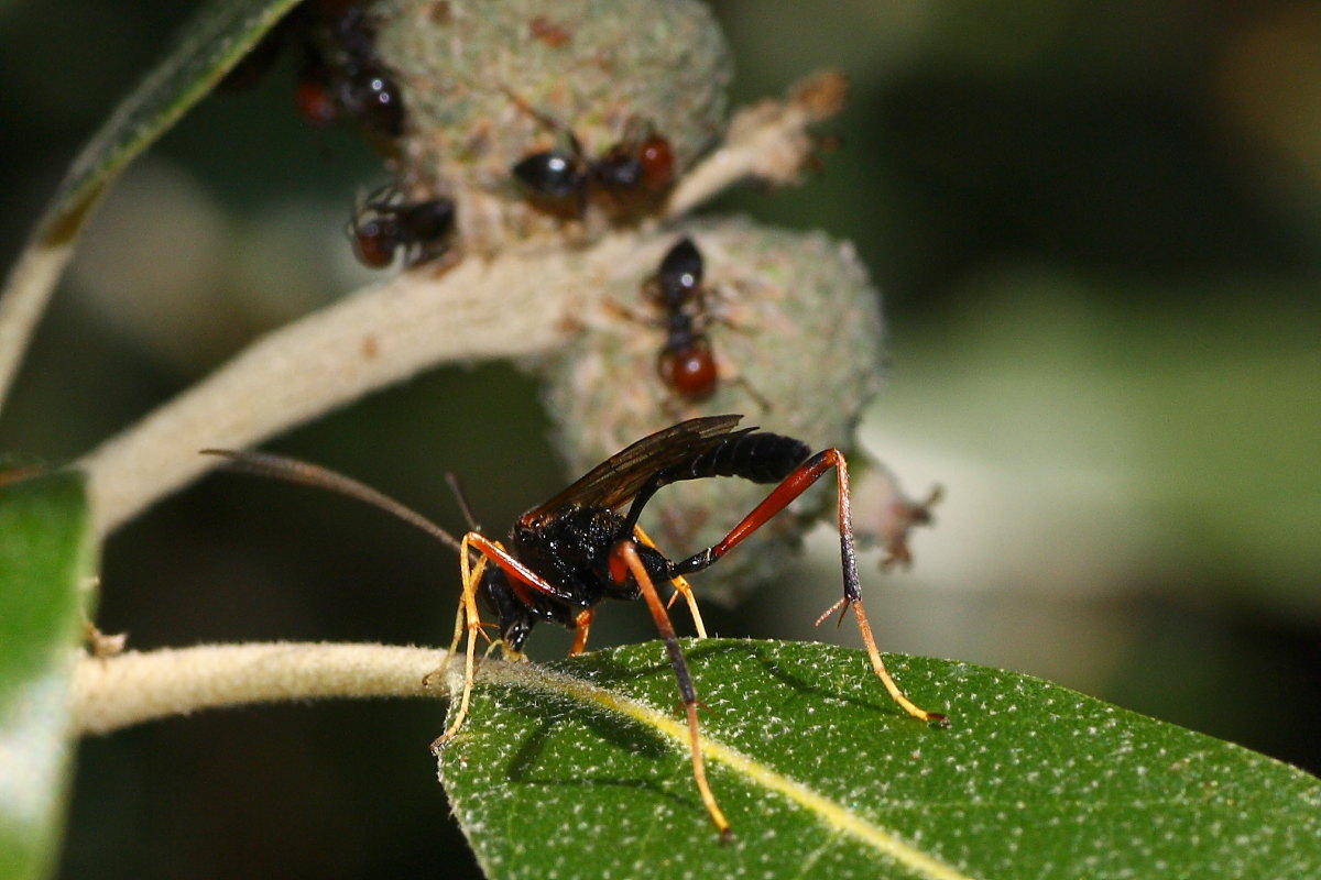 Ichneumonidae da identificare