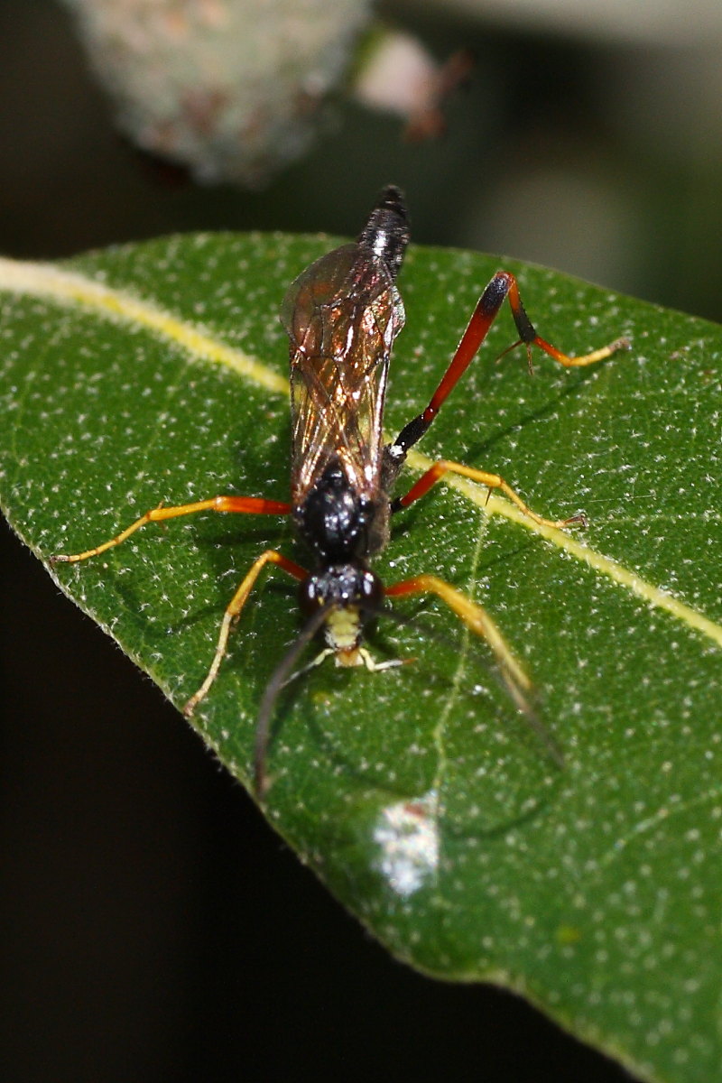 Ichneumonidae da identificare